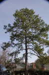 Slash pine